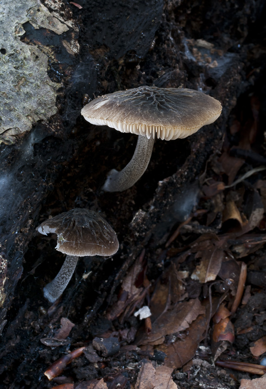 Pluteus thomsonii